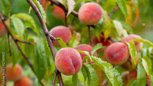 The peach - Prunus persica  - is a fruit bearing  tree. Red, ripe peaches with juicy yellow flash  in the orchard.