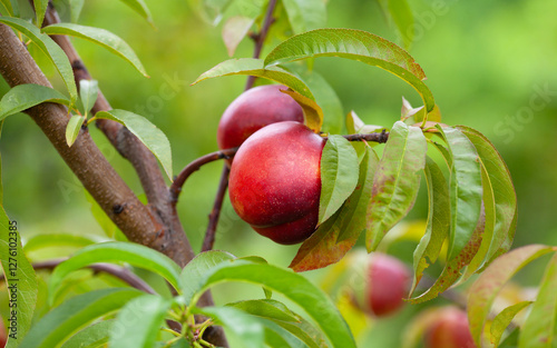 The nectarine  - Prunus persica var. nucipersica - is a fruit bearing  tree. Red, ripe nectarines with juicy yellow flash  in the orchard.