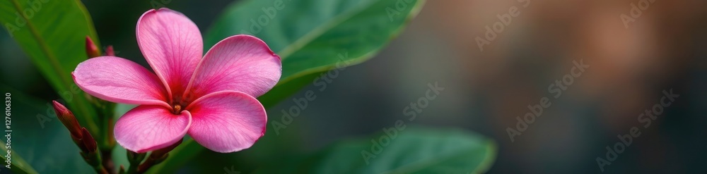 Single pink plumeria bloom with delicate texture, tropical, petal texture Single pink plumeria bloom with delicate texture, tropical, petal texture