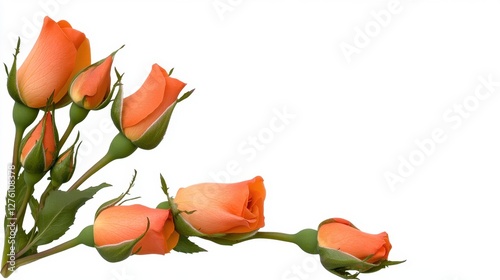 Fototapeta Naklejka Na Ścianę i Meble -  A beautiful arrangement of coral colored rose buds in varying stages of bloom, set against a clean white background. The composition features a