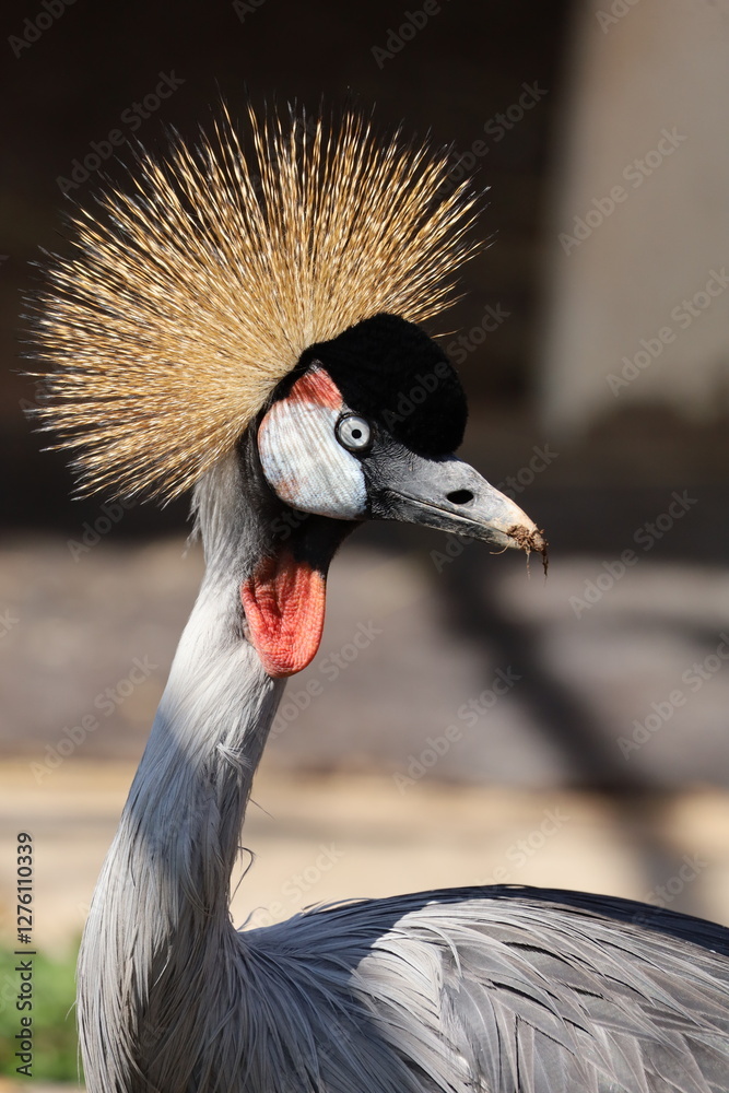 Fototapeta premium grey crowned crane