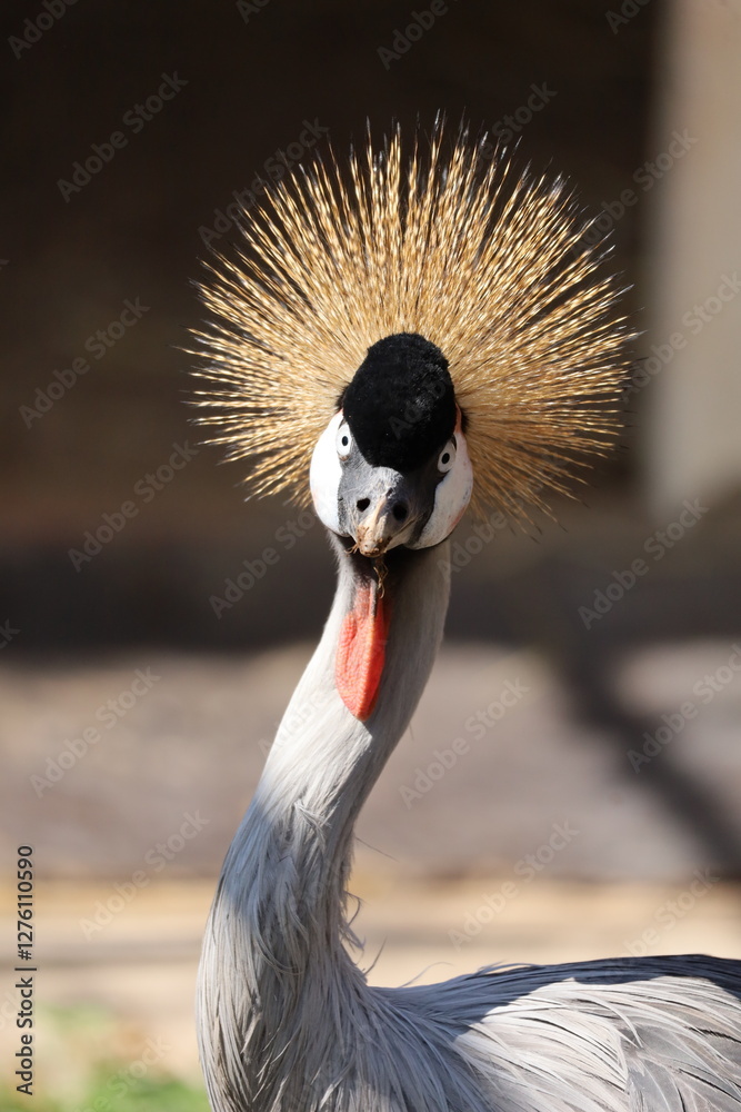 Fototapeta premium grey crowned crane