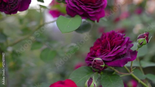 purple and red English roses in the garden