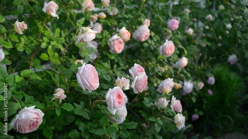 pink and white english rose in the garden