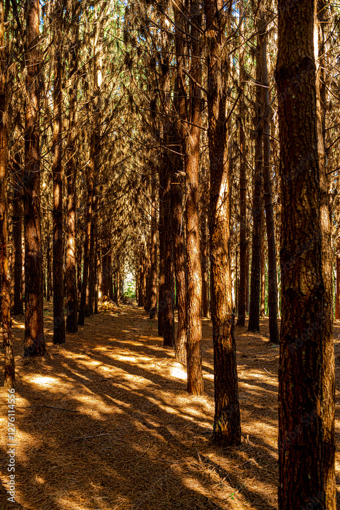 Reforestation of pinus elliot within a forest on the farm. Wood widely used in the pulp industry and in civil construction and furniture. Reforestation of pinus elliot within a forest on the farm. Wood widely used in the pulp industry and in civil construction and furniture.
