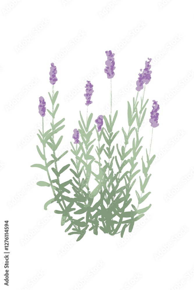 Obraz premium English lavender illustration herb garden
