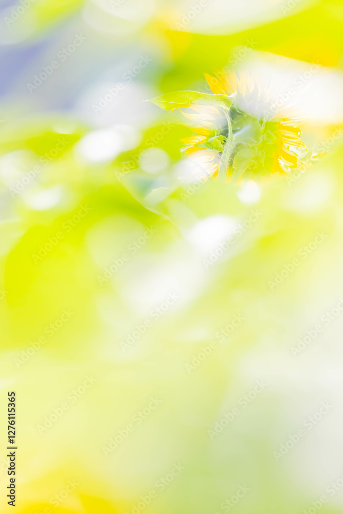 Obraz premium ヒマワリ畑 