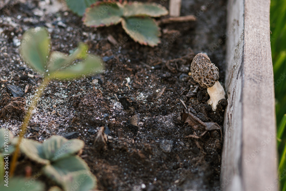 Morchella mushrooms growing in garden close up. True morels. Morchella esculenta. Fungi delicacy, delicious edible mushrooms Morchella mushrooms growing in garden close up. True morels. Morchella esculenta. Fungi delicacy, delicious edible mushrooms