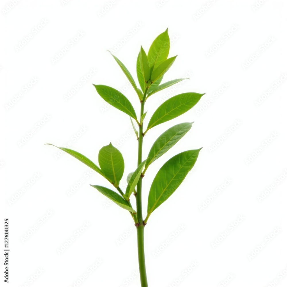 Fototapeta premium A single stem with leaves isolated on a white background, flora, solitary, botanical