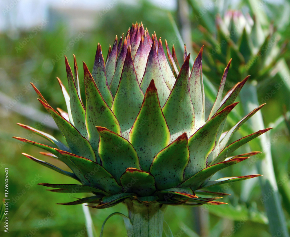 structure of artichoke in a farm structure of artichoke in a farm