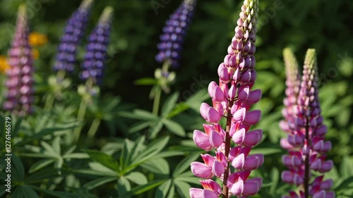 Slow Motion Pink Lupine Flowers Swaying in a Garden – Vibrant Blossoms in Soft Sunlight, Lush Green Foliage, Serene Floral Landscape, Tranquil Nature Scene, Blooming Spring Aesthetic, Gentle Breeze 