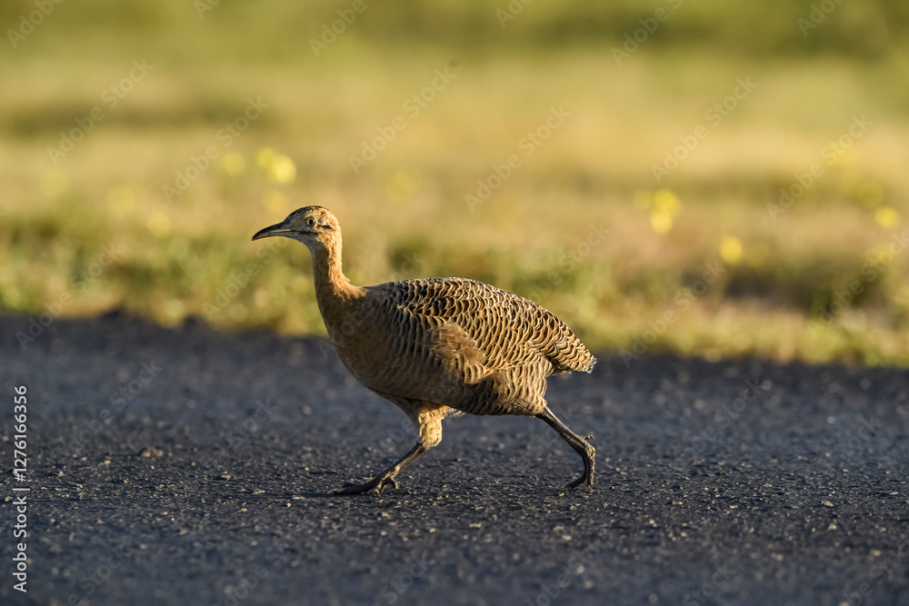 Fototapeta premium Red winged Tinamou, Rhynchotus rufescens, La Pampa province , Argentina
