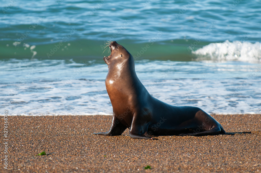 Obraz premium South American Sea Lion (Otaria flavescens) Female,.Peninsula Valdes ,Chubut,Patagonia, Argentina