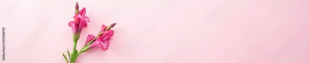 Fototapeta premium Single stem gladiolus on white pink background, cut flowers, floral, garden