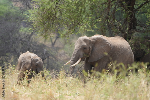 Canvas Print elephants in the wild, african elephants, tarangire national park