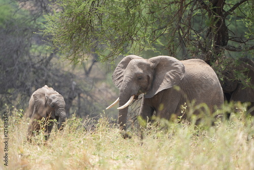 Canvas Print elephants in the wild, african elephants, tarangire national park