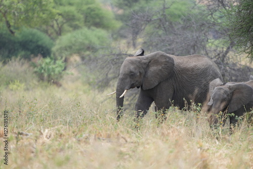 Photography elephants in the wild, african elephants, tarangire national park
