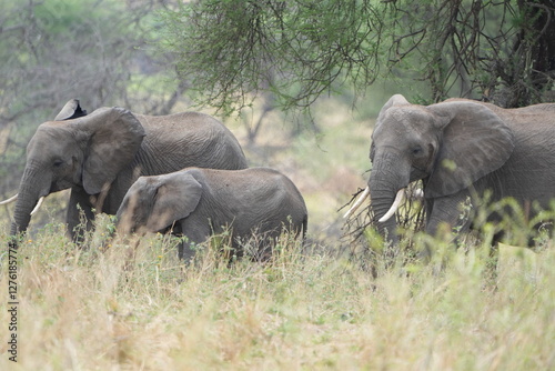 elephants in the wild, african elephants, tarangire national park photo