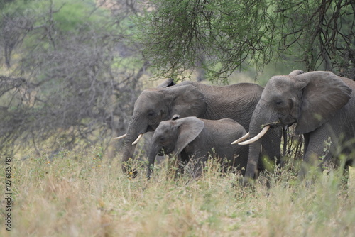 Photography elephants in the wild, african elephants, tarangire national park