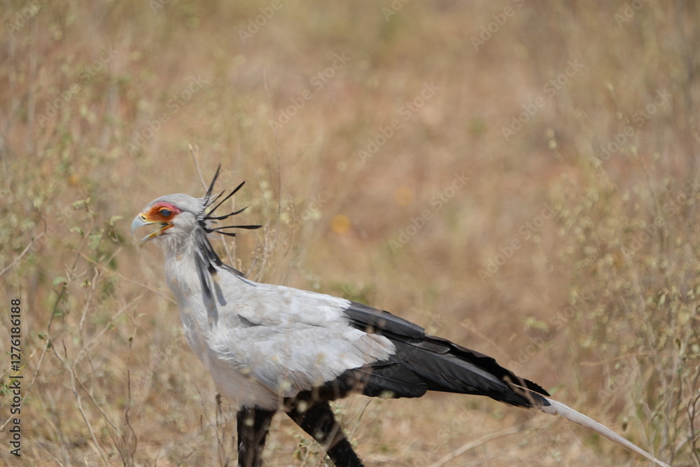 Obraz premium portrait of a secretary bird walking through tarangire national park in tanzania, safari