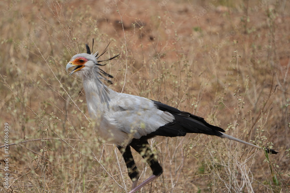 Obraz premium portrait of a secretary bird walking through tarangire national park in tanzania, safari