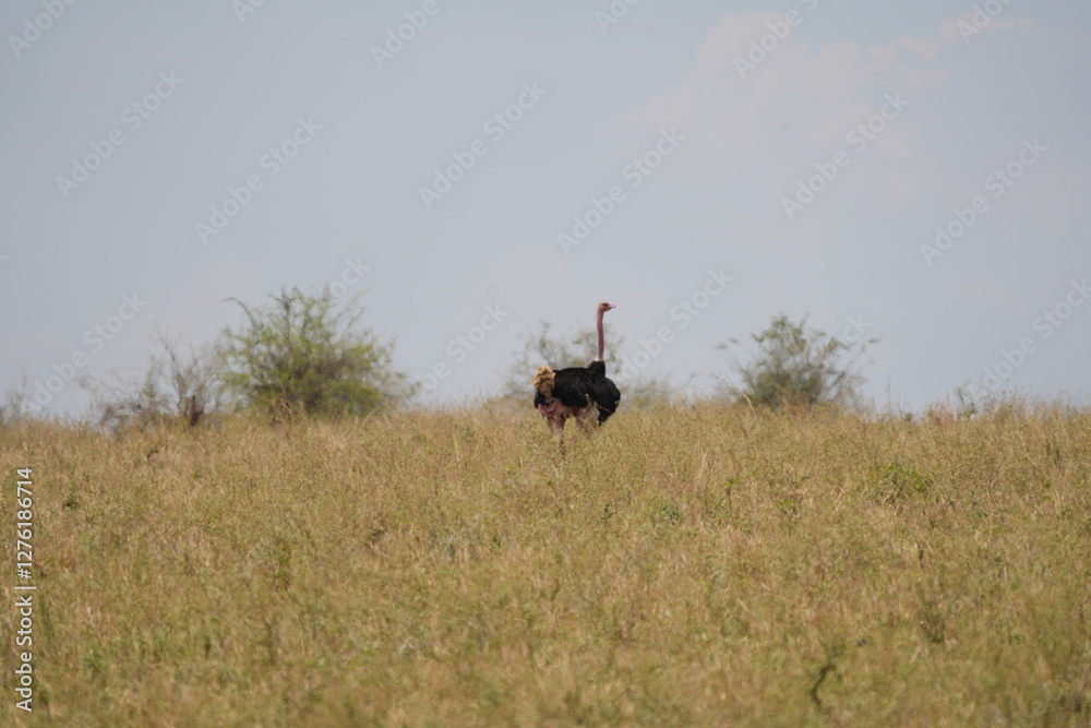 Obraz premium portrait of a male ostrich in the savannah of tarangire national park tanzania, safari