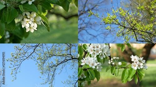 Spring nature - a collage of types of flowering trees, young foliage and blue sky.