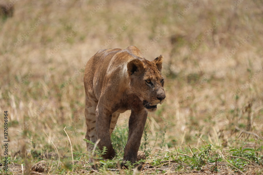 close up of a lioness stalking the savannah of tarangire national park tanzania, safari close up of a lioness stalking the savannah of tarangire national park tanzania, safari