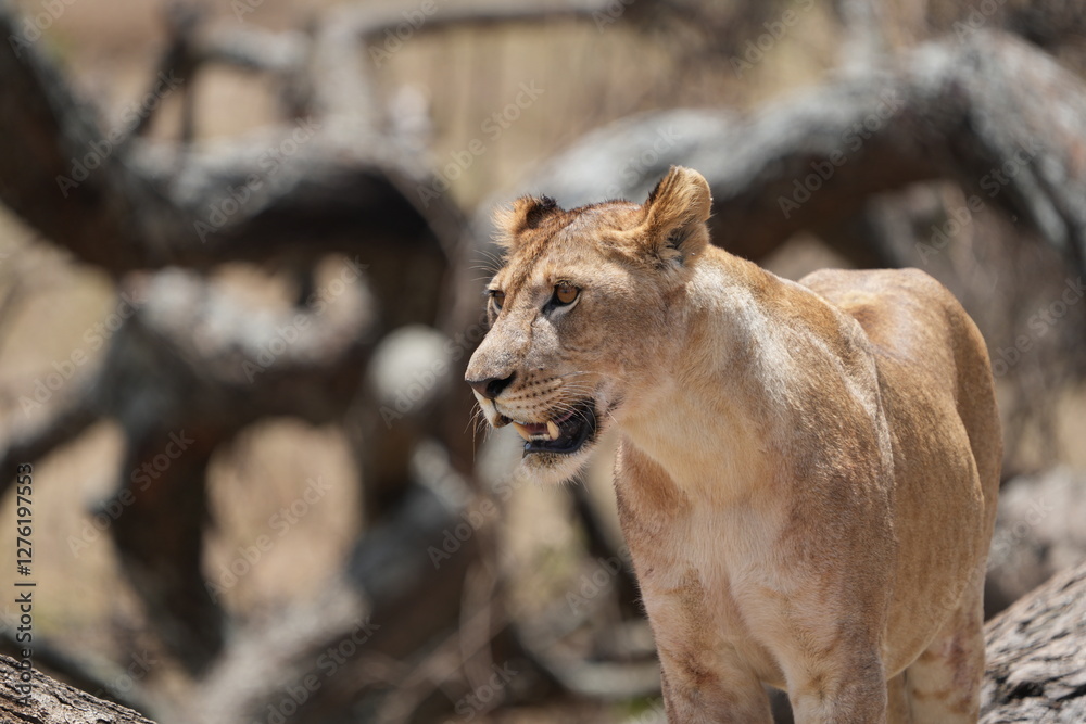 Obraz premium portrait headshot of a lioness in the tarangire national park tanzania, safari, tourism female lion