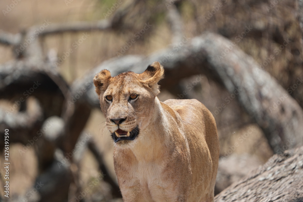 Fototapeta premium portrait headshot of a lioness in the tarangire national park tanzania, safari, tourism female lion
