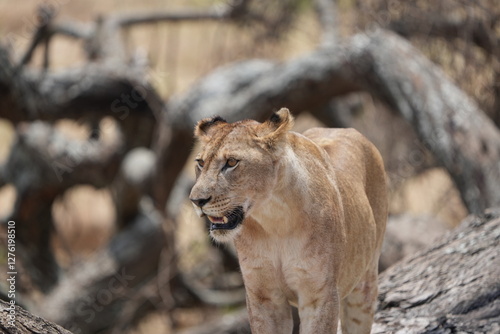 portrait headshot of a lioness in the tarangire national park tanzania, safari, tourism female lion photo