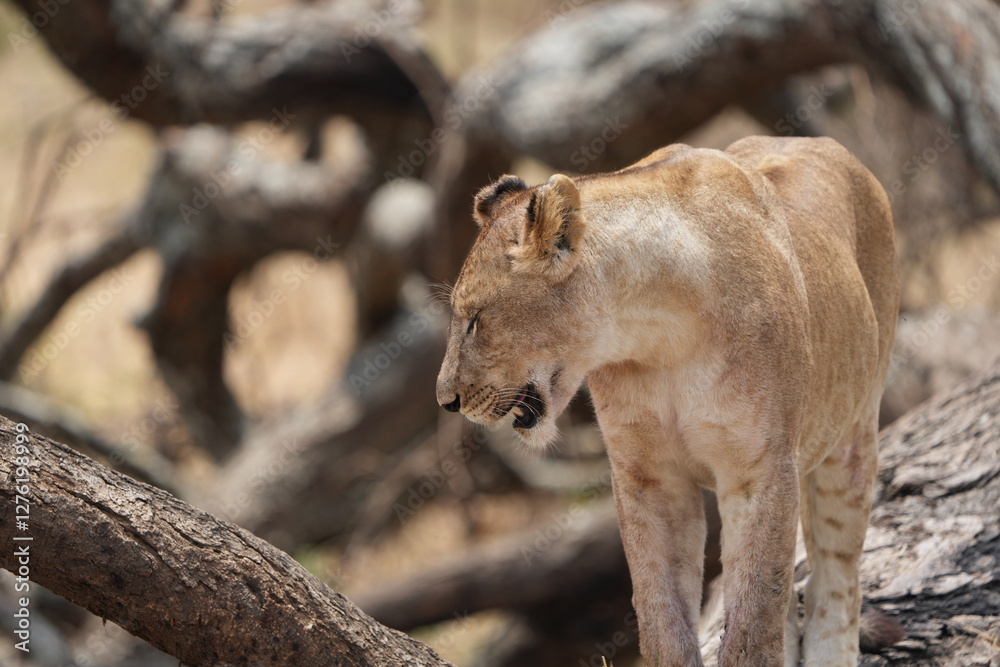 portrait headshot of a lioness in the tarangire national park tanzania, safari, tourism female lion portrait headshot of a lioness in the tarangire national park tanzania, safari, tourism female lion