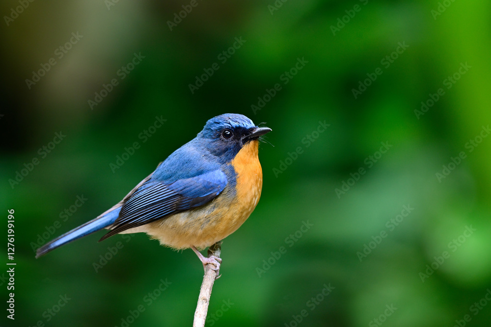 Fototapeta premium blue and orange bird calmly perching on thin branch over green leave background, hill blue flycatcher, cyornis whitei