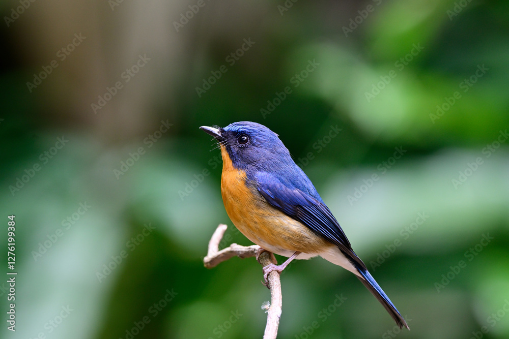 beautiful blue and orange bird perching on tree branch, hill blue flycatcher beautiful blue and orange bird perching on tree branch, hill blue flycatcher
