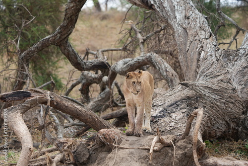 portrait of a lioness in tarangire national park tanzania