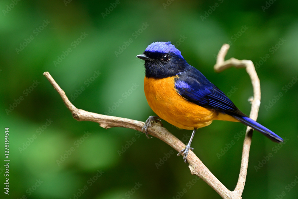 Fototapeta premium chest view of male of rufous-bellied niltava, most vivid color bird perching on beautiful branch