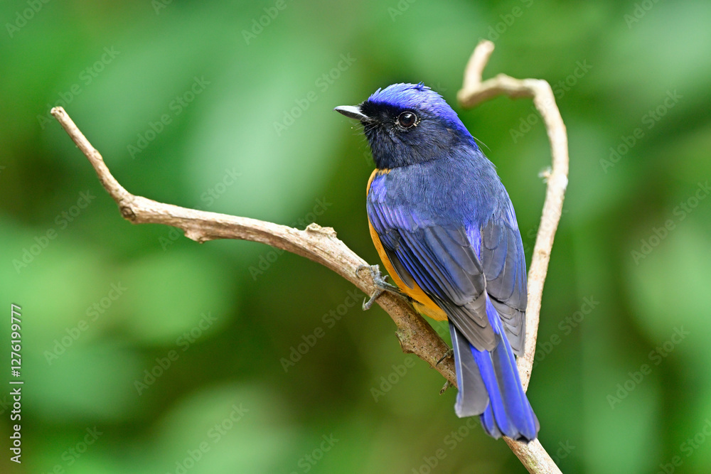 Naklejka premium back view of male of rufous-bellied niltava, most vivid color bird perching on beautiful branch
