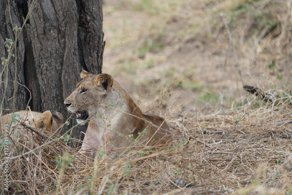pair of female lionesses laying in the grass under a tree in the savannah of tarangire national park tanzania pair of female lionesses laying in the grass under a tree in the savannah of tarangire national park tanzania