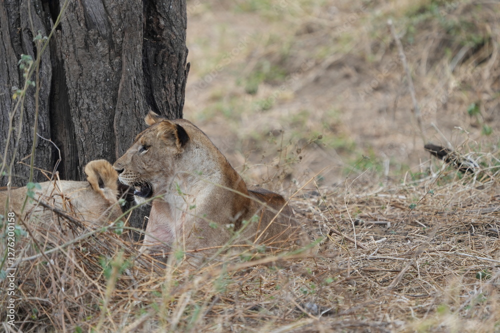 Fototapeta premium pair of female lionesses laying in the grass under a tree in the savannah of tarangire national park tanzania