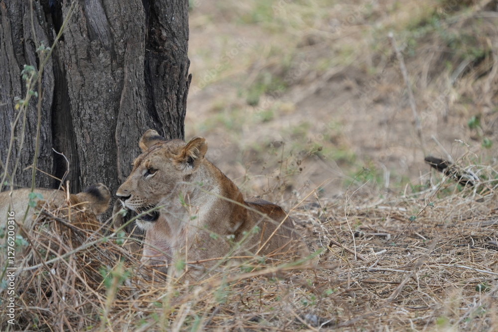 pair of female lionesses laying in the grass under a tree in the savannah of tarangire national park tanzania pair of female lionesses laying in the grass under a tree in the savannah of tarangire national park tanzania