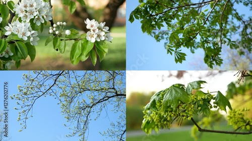 Spring nature - a collage of types of flowering trees, young foliage and blue sky.