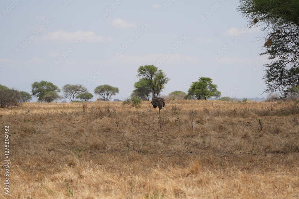 ostrich in the savannah of tarangire national park tanzania safari ostrich in the savannah of tarangire national park tanzania safari