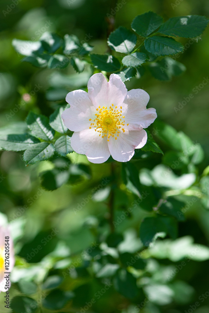 beautiful rosehip flower close up. Rosehip, Rosa canina light pink flowers bloom on the branches, beautiful wild shrub. Rosa woodsii, a variety of rose hips known as woods or indoor rose. text beautiful rosehip flower close up. Rosehip, Rosa canina light pink flowers bloom on the branches, beautiful wild shrub. Rosa woodsii, a variety of rose hips known as woods or indoor rose. text