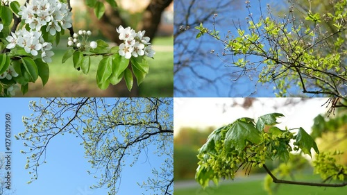 Spring nature - a collage of types of flowering trees, young foliage and blue sky.