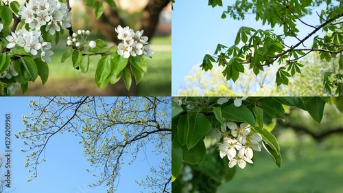 Spring nature - a collage of types of flowering trees, young foliage and blue sky.