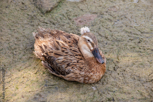 A moment of repose. The duck, nestled in the mud, finds solace in the quietude of its surroundings. photo