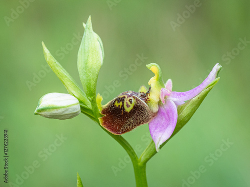 Ophrys holosericea subsp. dinarica