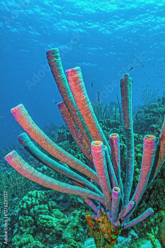 Obraz na płótnie Caribbean coral garden, Bonaire w salonie