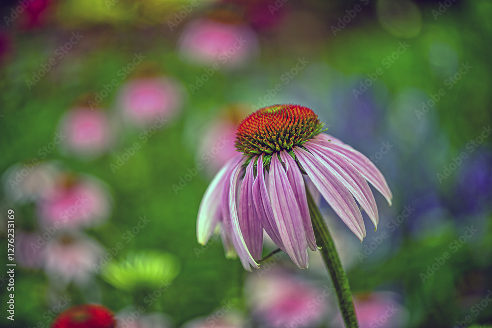 Echinacea flower in spring