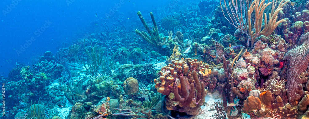 Caribbean coral garden, Bonaire